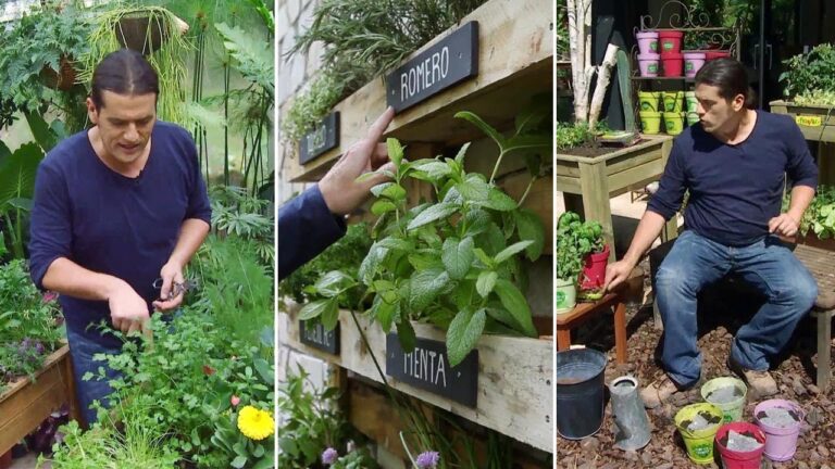 Guía para el cultivo de hierbas en terrazas